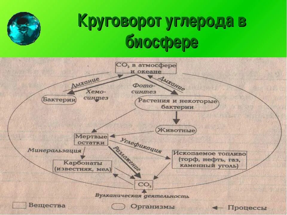 Круговорот углерода (по ф. Рамад, 1981). Цикл углерода в биосфере схема. Упрощенная схема круговорота углерода. Составление схем круговорота углерода. Этап круговорота углерода в биосфере