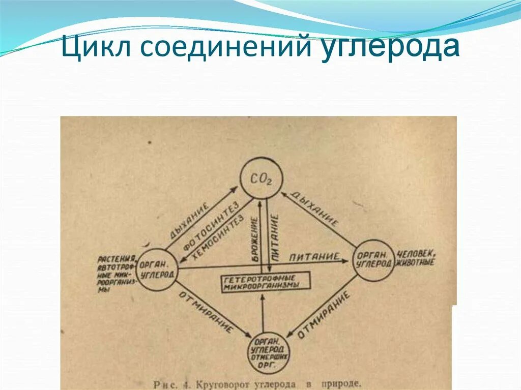 Превращение соединений азота. Соединения углерода. Соединения углерода в природе. Превращение микроорганизмами соединений азота. Соединения углерода и азота.