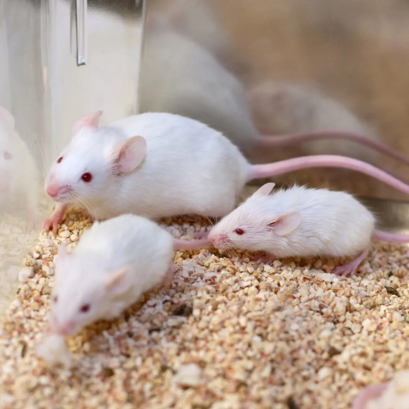 Домашние белые мыши. Лабораторные мыши. Белая мышь. Мыши белые домашние. Мышка белая домашняя.