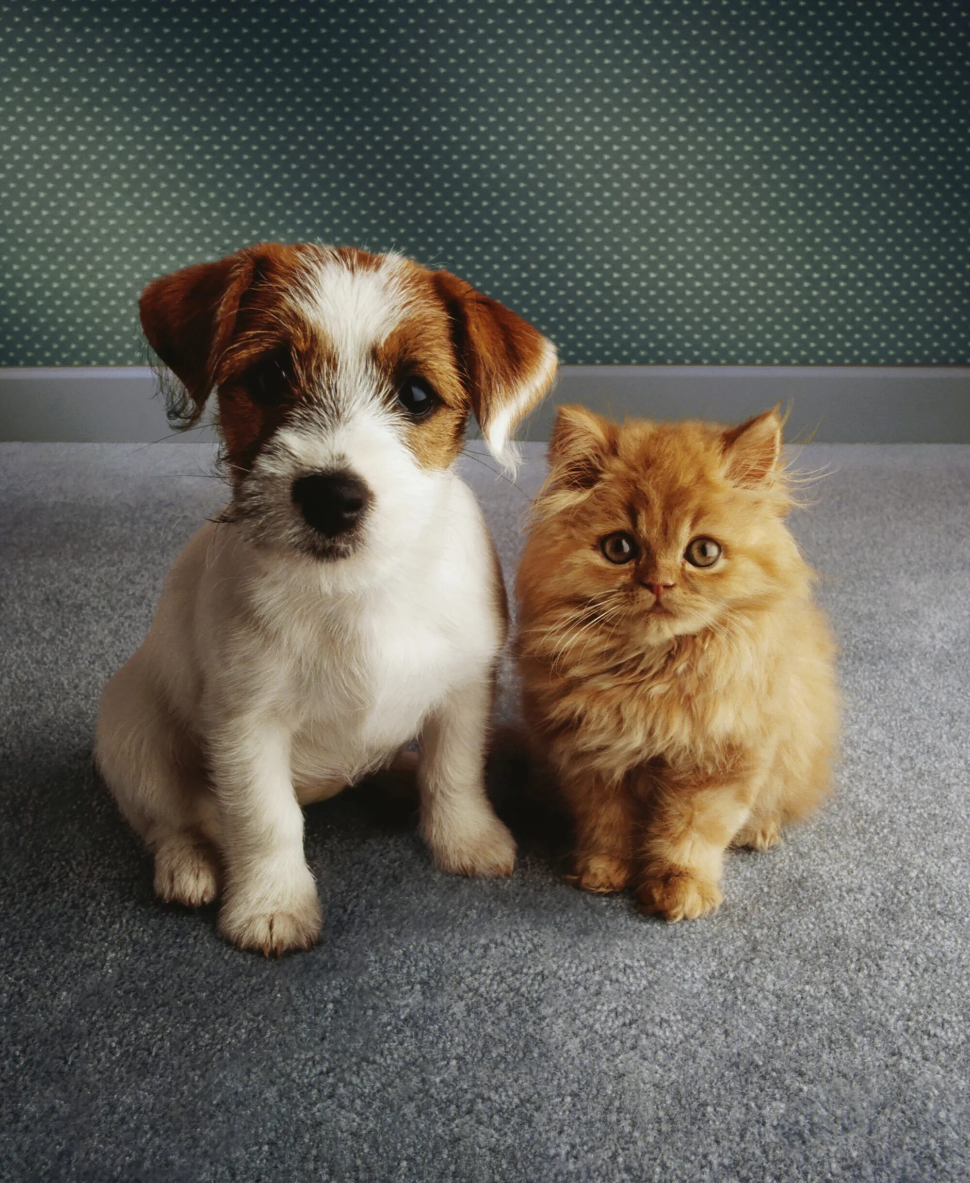 Методы улучшения пород кошек собак в клубах. Джек Рассел терьер рыжий щенок. Собачки и кошечки. Милые собачки и кошечки. Щенок и котенок.