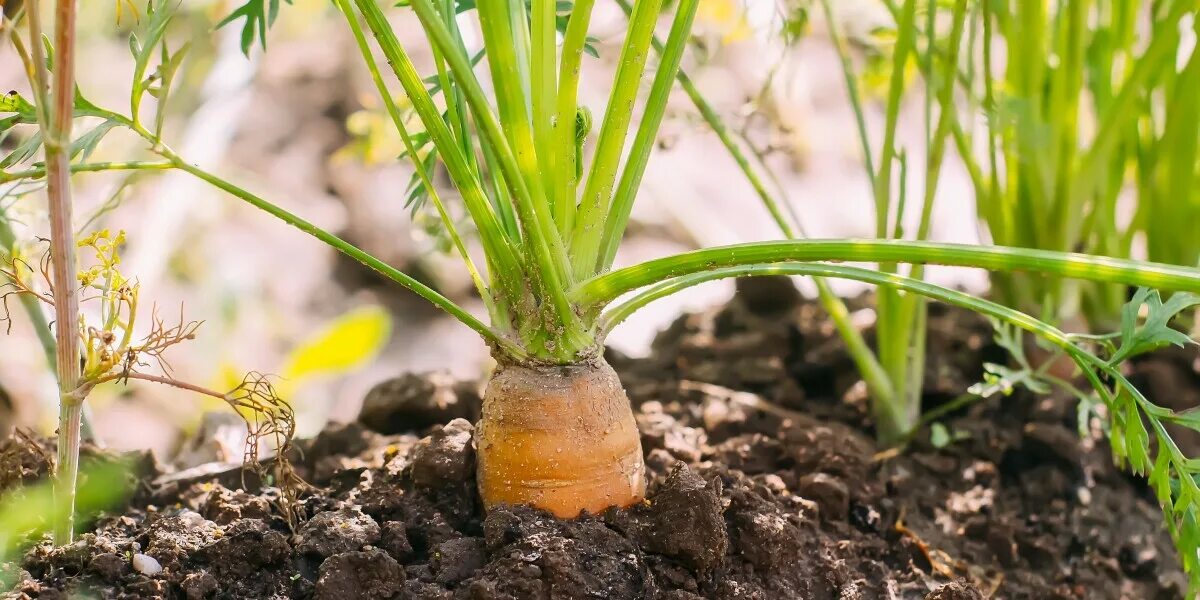 Можно ли перед посадкой моркови. Посев моркови. Уход за посевами моркови. Посев моркови под гребни. Посадка моркови Пучковым способом.