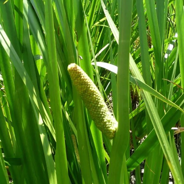 АИР болотный (Acorus Calamus). АИР болотный соцветие. АИР болотный Вариегата. АИР болотный гигрофит.