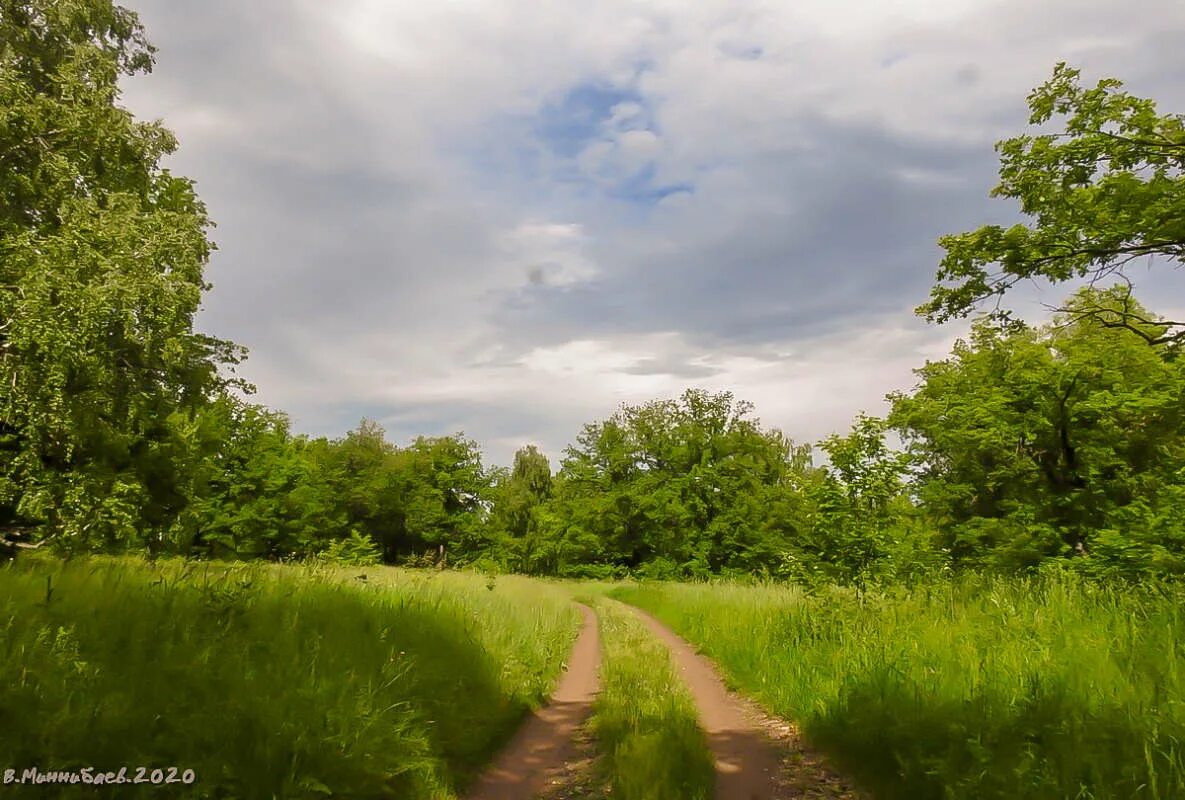 поляна в лесу. фон опушка леса. зеленые луга. просторная поляна. лес чепыж в ясной поляне.