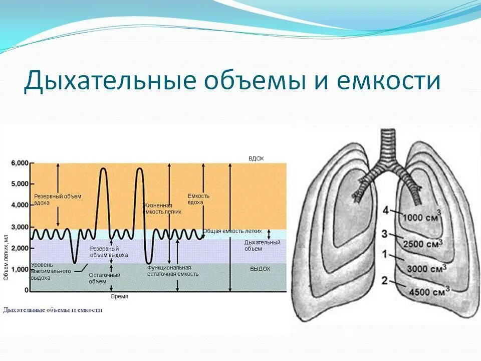 Жизненная емкость крови