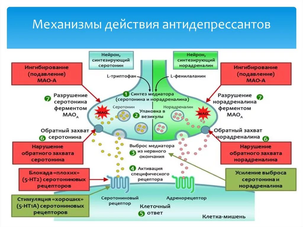 Механизм действия антидепрессантов схема. Механизм действия трициклических антидепрессантов схема. Основной механизм действия антидепрессантов. Основные механизмы действия антидепрессантов. Антидепрессанты начали действовать через