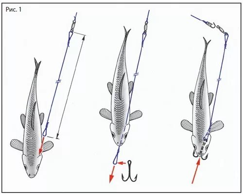 Насадить живца на щуку. Правильно насаживать живца на двойник. Способы насаживания живца на двойник. Правильно насадить живца на двойник. Способы насадки живца на жерлицу на двойник.