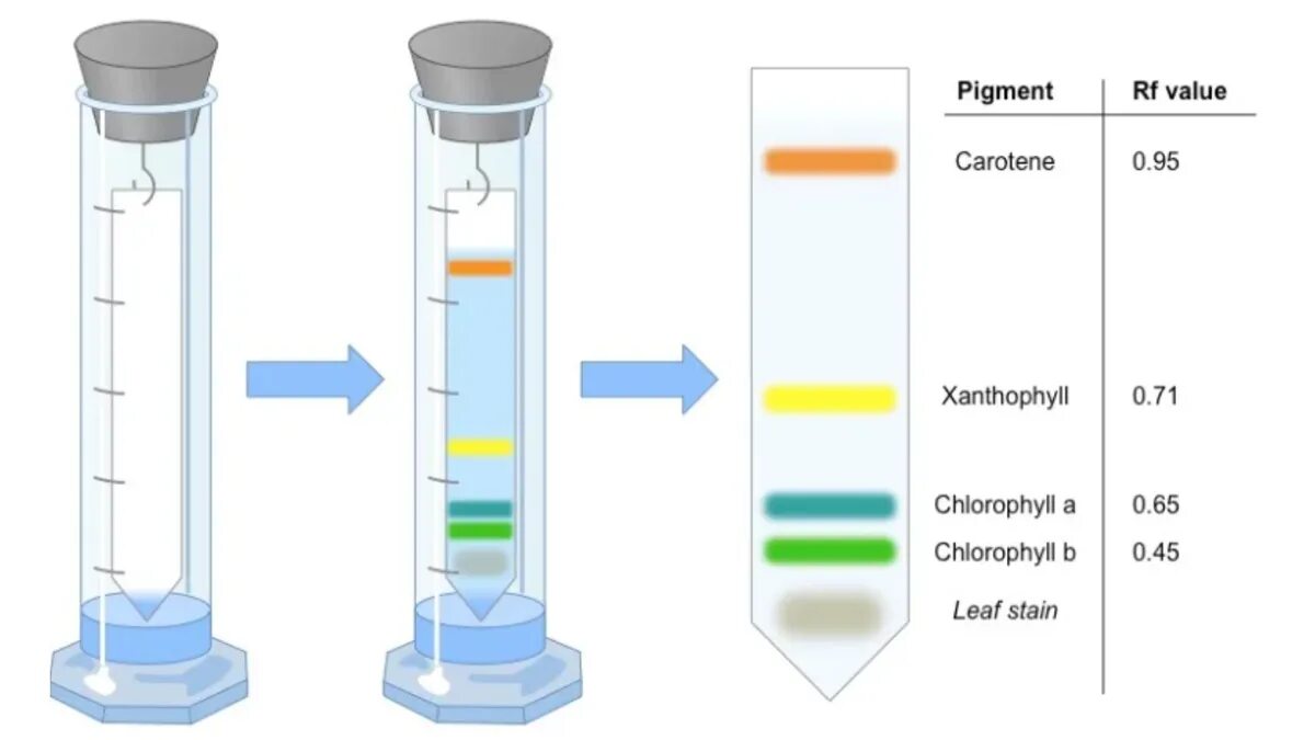 Разделение пигментов листа метод. Разделение хлорофилла методом хроматографии. Разделение пигментов листа методом хроматографии. Хроматография пигментов листа. Хроматография Разделение пигментов.