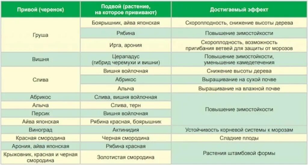 На какие деревья делают прививки. Таблица прививок плодовых деревьев. Совместимость прививок плодовых деревьев таблица. Совместимость подвоя и привоя плодовых деревьев таблица. Таблица прививок деревьев и кустарников.