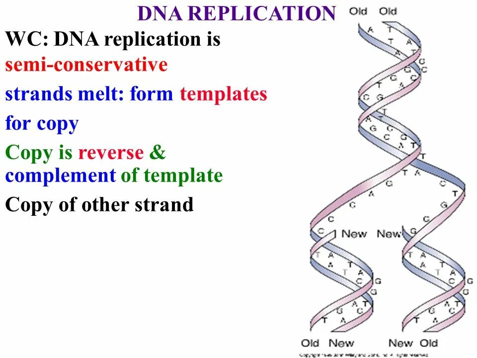 Метод меченых атомов репликация днк. Semi conservative replication. semi-conservative. репликация днк тест. semi-continuous replication.