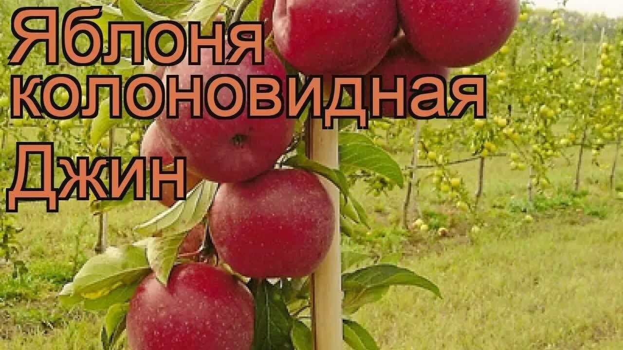 Яблоня колоновидная джин. Яблоня колоновидная джин. Яблоня имант. Колоновидная джин отзывы. Яблоня колонновидная триумф.