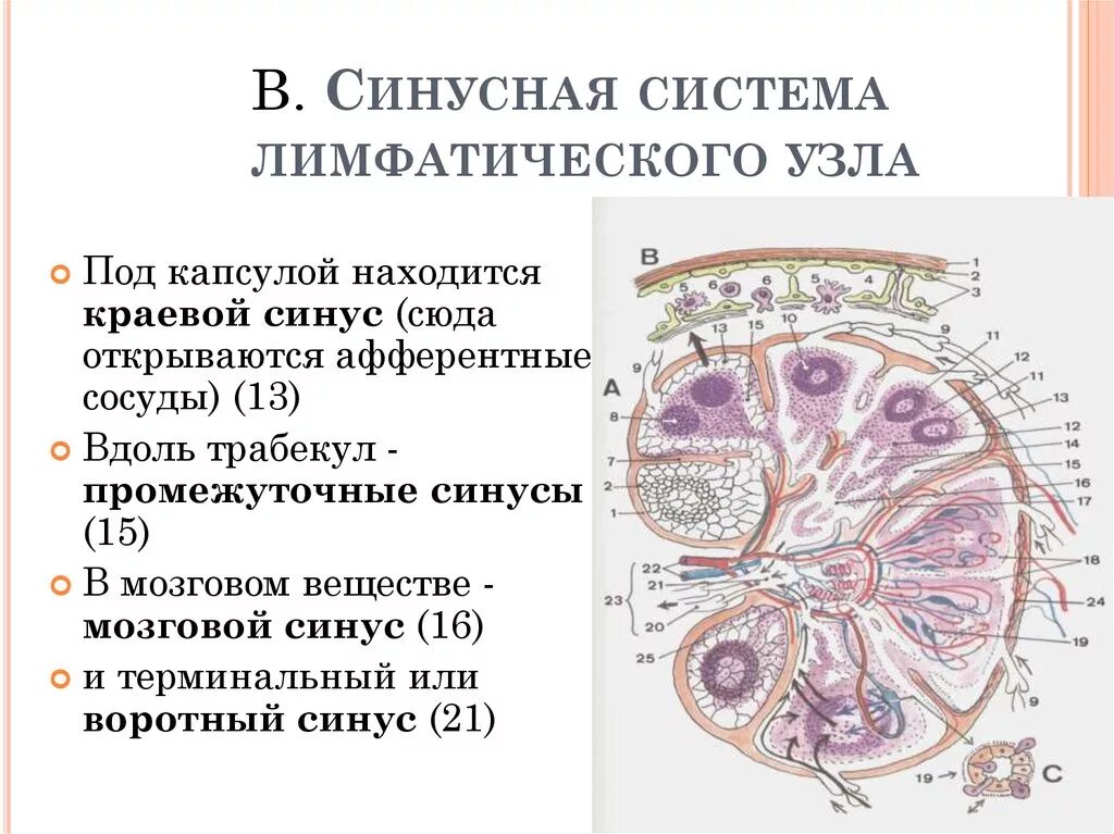 Лимфатический узел имеет. Синусы лимфатического узла. Лимфатические синусы лимфатического узла. Функции синусов лимфатического узла. Строение синусов лимфатического узла.