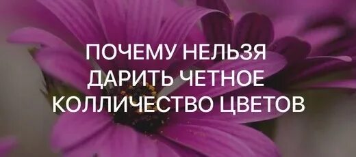 Четное число цветов. Подарили четное количество цветов. Почему нельзядарить чётноеколичесиво цветов. Цветы четное количество. Четное или нечетное дарят живым людям