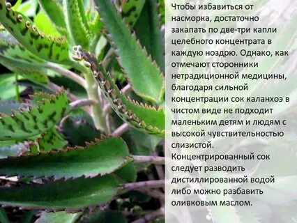 Можно ли детям капать каланхоэ в нос
