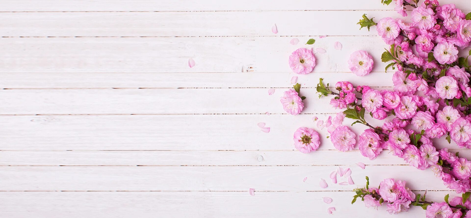 Розовые цветы на доске. Белые доски с цветами. Белые доски с цветами. Фотофон дерево с цветами. Белые цветы на дереве.