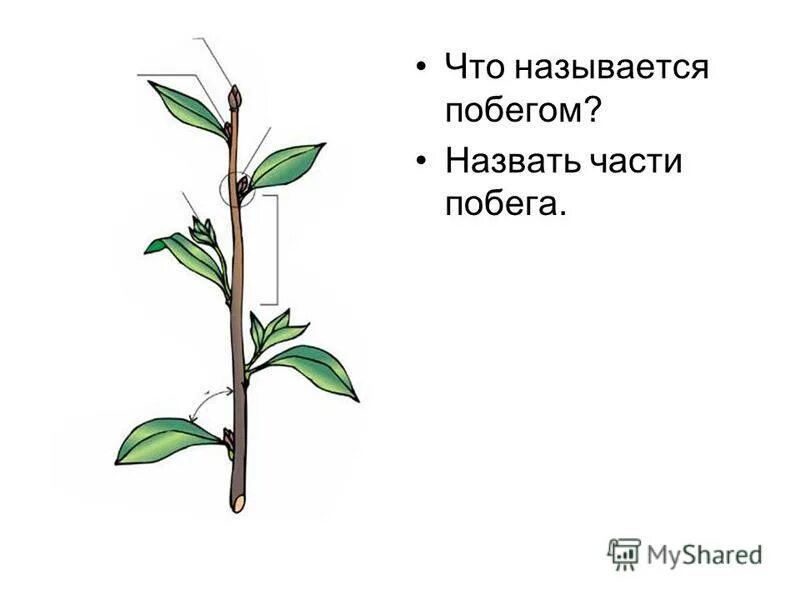 верхушечная почка побега. побегом можно назвать. побегом можно назвать. вегетативный побег растения. строение побега растения.