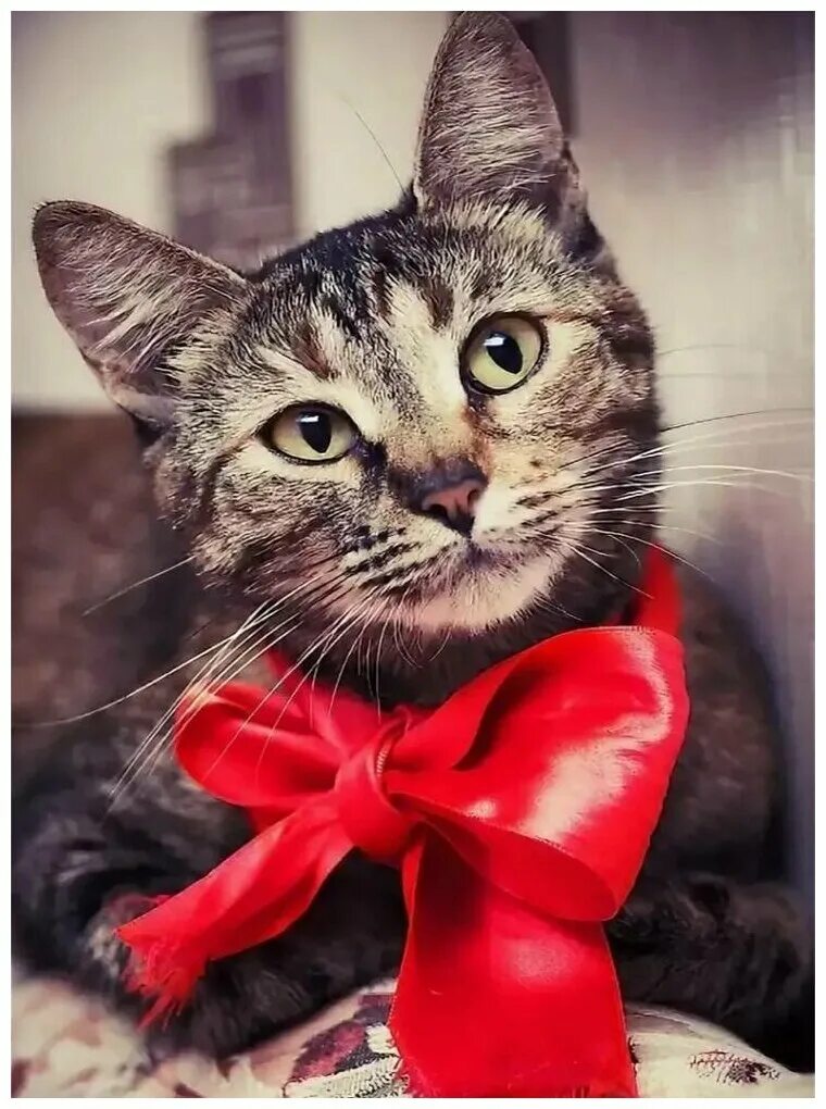 Котик с бантиком. Фото котика с бантиком. Фото котика с бантиком. Кошка с бантиком. Котик с бантиком на шее.