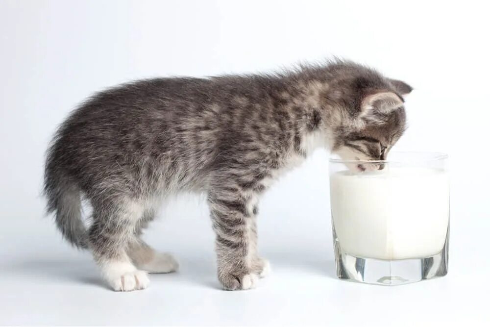 Kitten milk