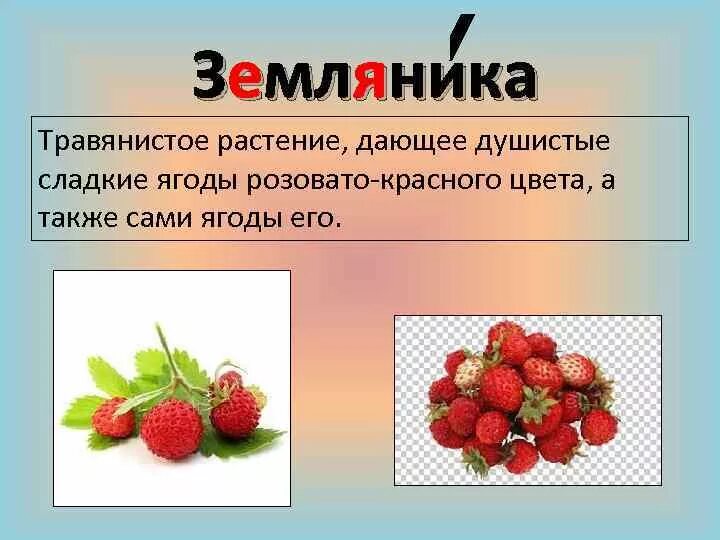 Земляника словарное слово. Клубника травянистое растение. Презентация на слово земляника. Земляника слово. Землянику часть речи