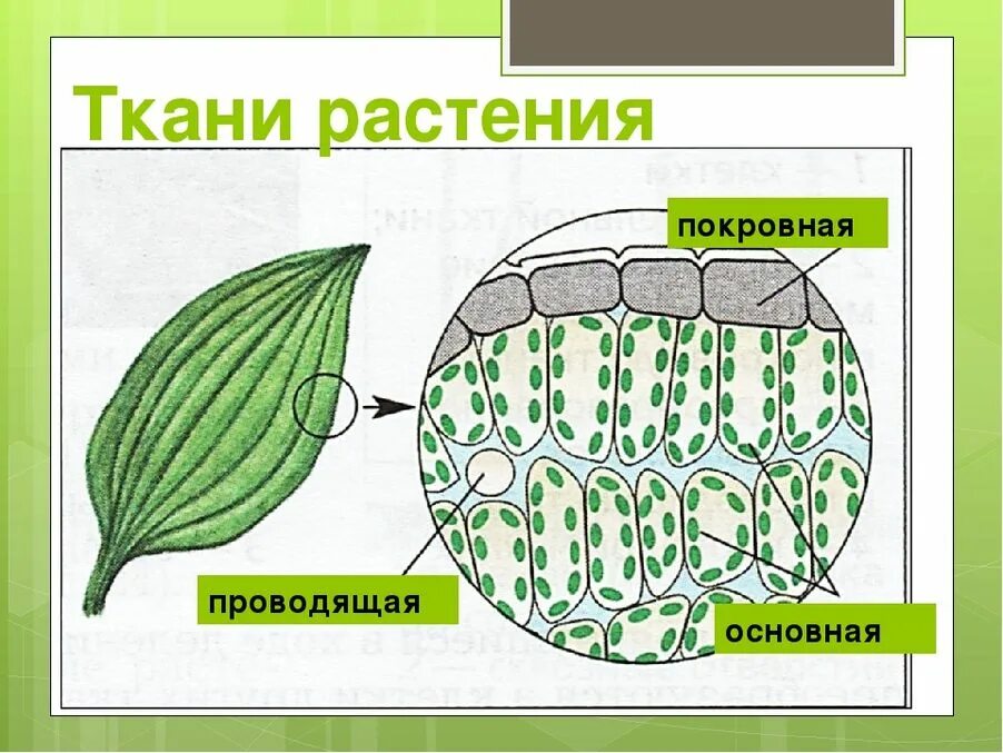 Изображение ткани растений. Основные ткани растений 6 класс. Рисунок основной ткани растений биология 5 класс. Рисунок основной ткани растений биология 6 класс. Основная фотосинтезирующая ткань растений.