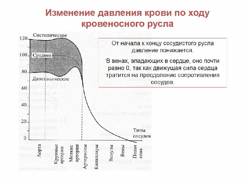 Падение давления крови. График изменения кровяного давления. Давление крови в различных участках сосудистого русла. Изменение кровяного давления в разных участках сосудистого русла. Изменение давления в разных частях сосудистого русла график.