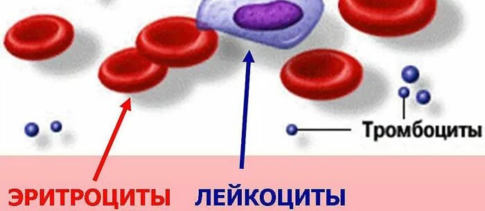 Повышенные тромбоциты эритроциты лейкоциты. Кровь эритроциты лейкоциты тромбоциты. клетки крови эритроциты лейкоциты тромбоциты рисунок. показатели эритроциты лейкоциты тромбоциты. кровяные тельца в крови тромбоциты эритроциты.