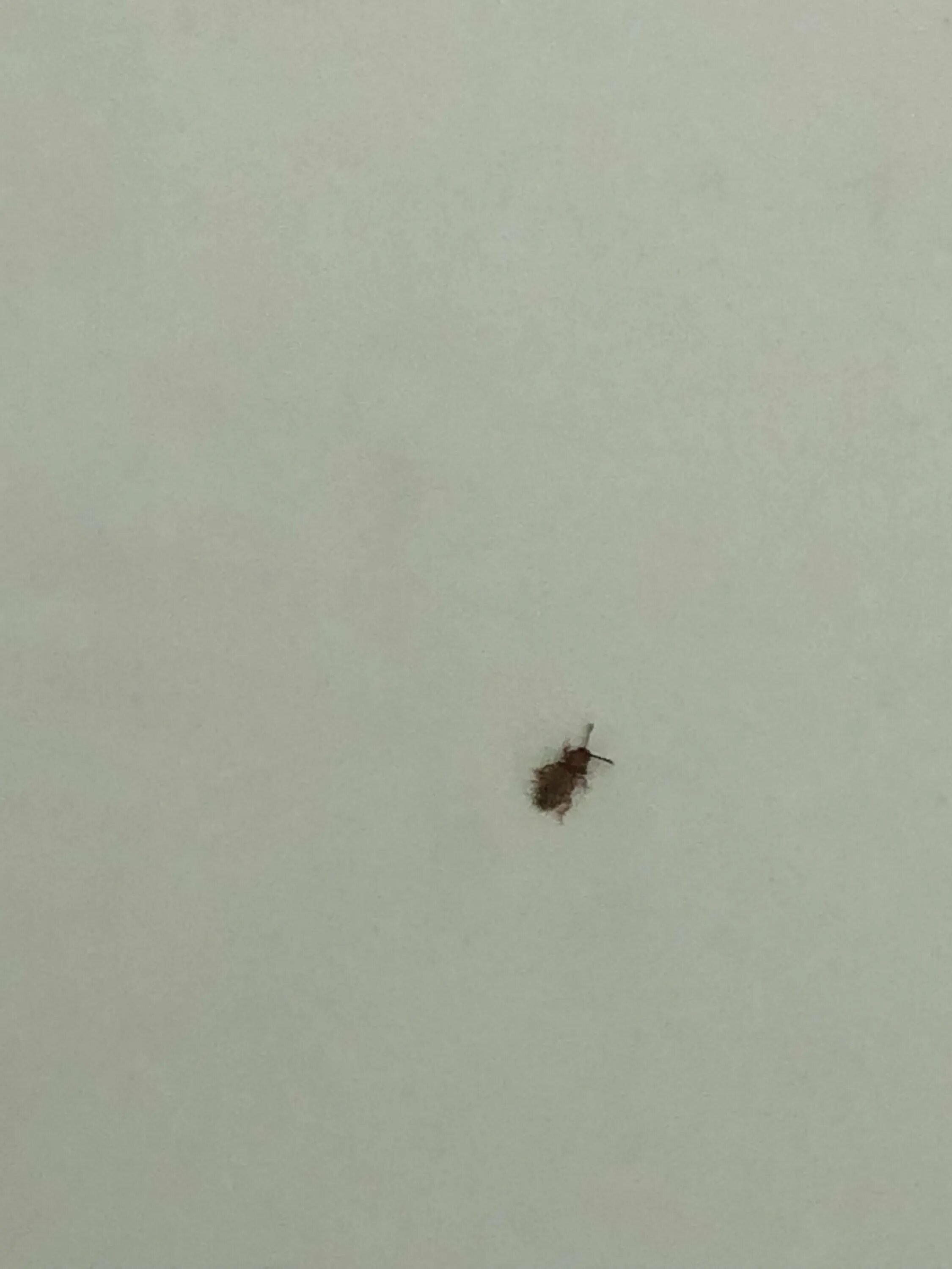 мелкие коричневые жучки 3мм. жук кожеед в крупе. черный жук кожеед в доме. жук кожеед мелкий. маленькие летающие коричневые.