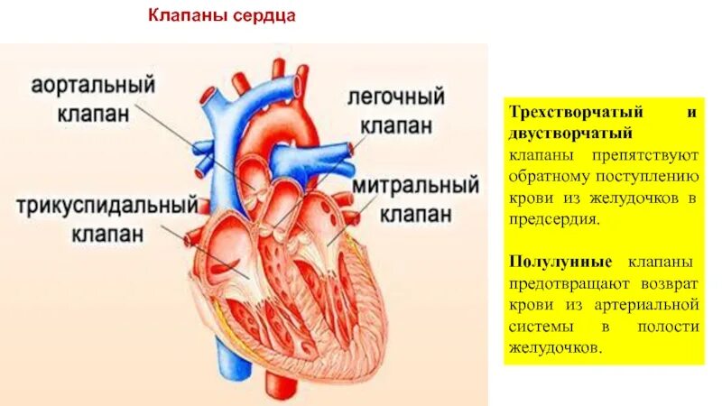 Строение сердца двустворчатый клапан. Строение сердца трехстворчатый клапан. Сердце желудочки и предсердия клапаны. Двустворчатый клапан и трехстворчатый клапан. От левого предсердия к легким