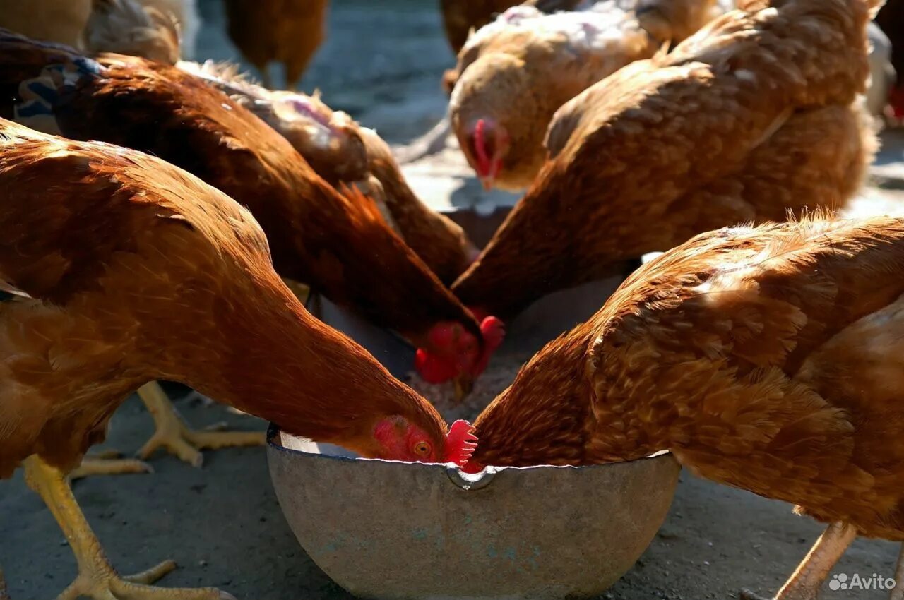Корм для домашних кур несушек. Куры несушки. Куры едят. Еда для куриц несушек.