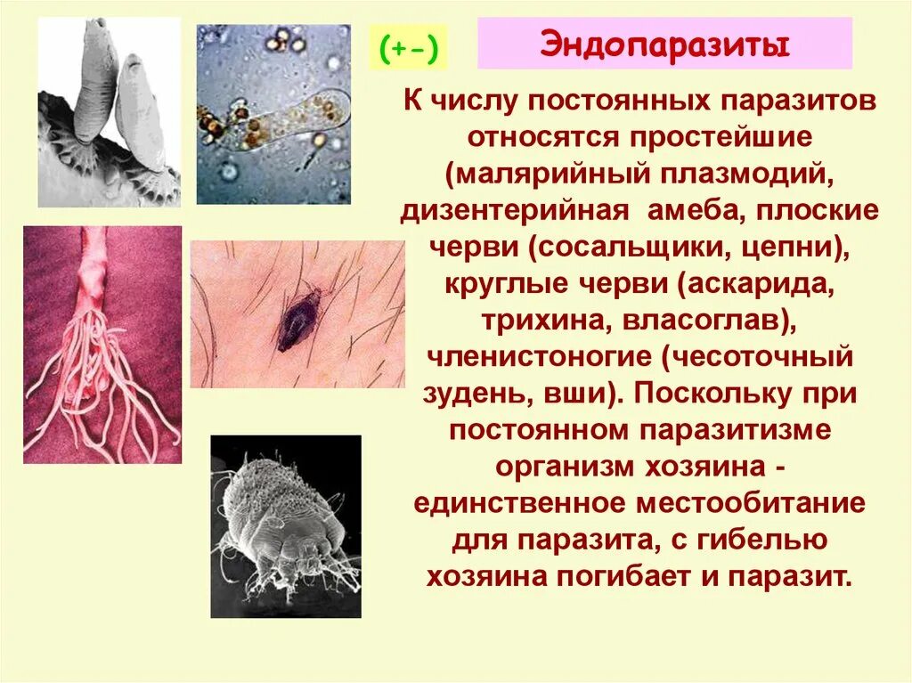 Паразитические организмы. Эндопаразиты Членистоногие. Выберите паразитических простейших ответ