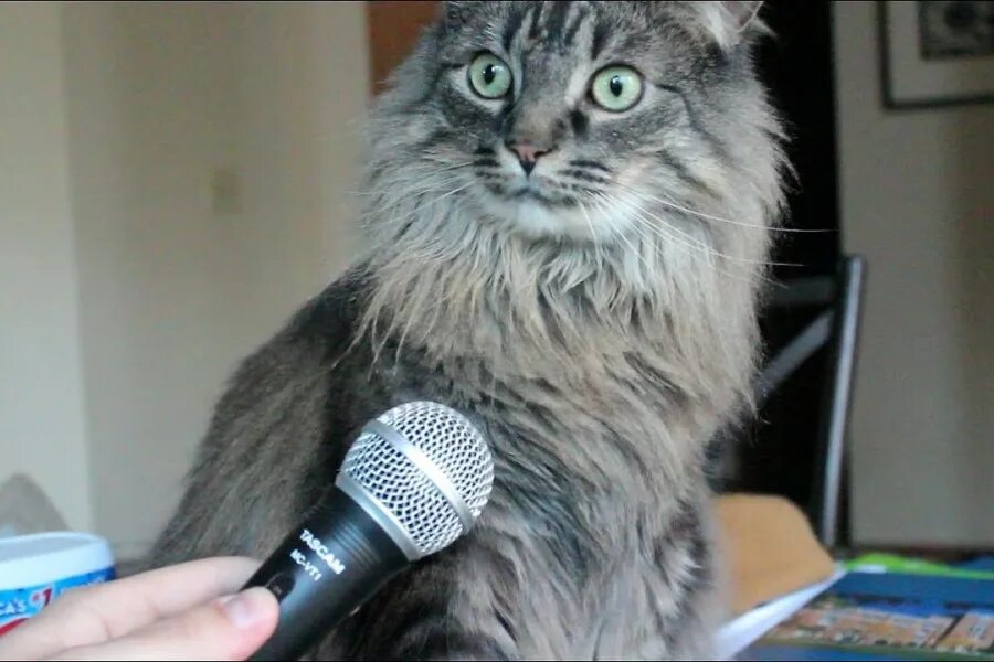 Кот поет в микрофон. Кот с микрофоном. Кот интервью. Кошка с микрофоном. Кот микрофон ШОК.