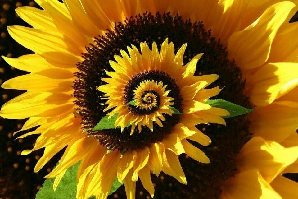 Цветы как подсолнух как называется. Подсолнечник (helianthus). двухцветный подсолнух helianthus. подсолнух пакито колорадо. фрактал подсолнух.