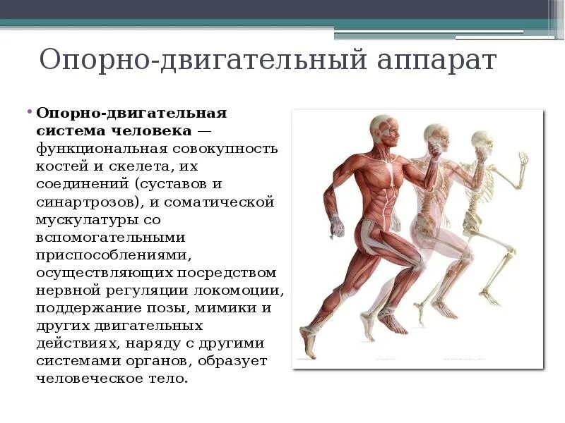 Развитие двигательной системы. Влияние физических нагрузок на опорно двигательный аппарат. Развитие двигательной системы. Развитие двигательной системы. Строение и функции опорно-двигательной системы.