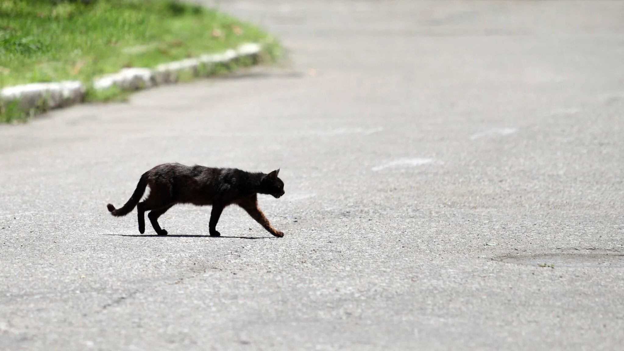 Кошка бежит. Кот убегает. Черная кошка бежит. Черный кот убегает.