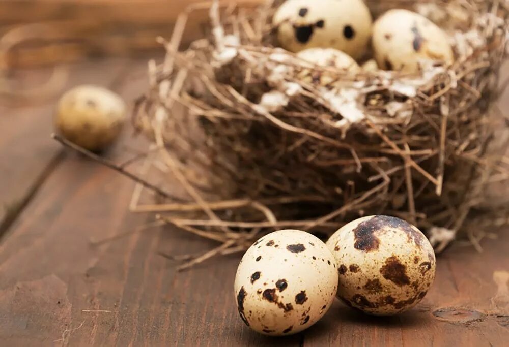 К чему снится куриное гнездо. Яйцо перепелиное. Яйца перепелов. Перепелиные яйца в гнезде. Скорлупа перепелиных яиц.