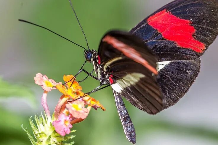 Download wallpaper leaves, macro, background, pattern, butterfly, wings, insect,