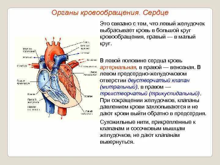 Органы кровообращения. Система органов кровообращения. Сердце орган кровообращения. Система органов кровообращения сердце. Что входит в кровообращения