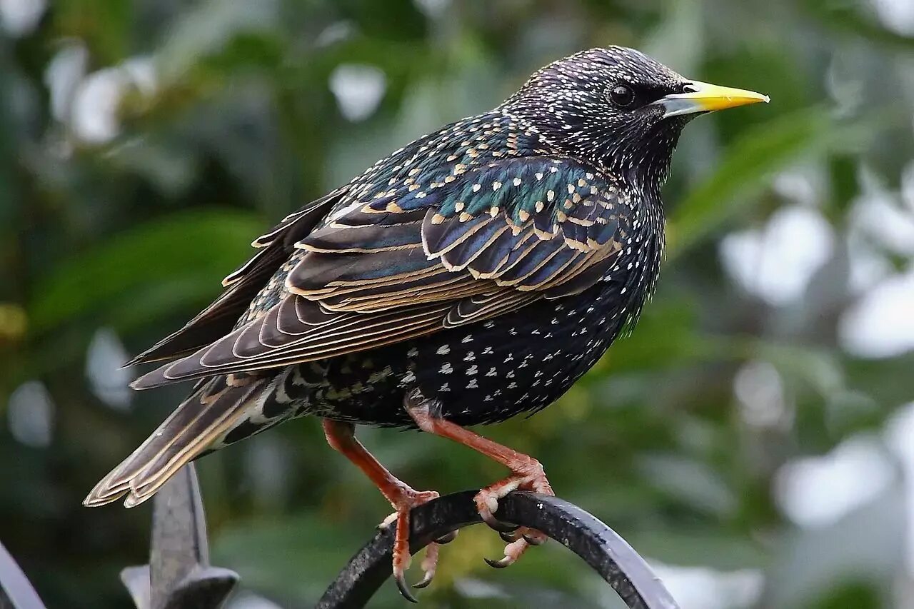 Птицы фото с названиями. Обыкновенный скворец (Sturnus vulgaris). Шпак скворец. Желтогрудый скворец. Обыкновенный скворец Шпак.