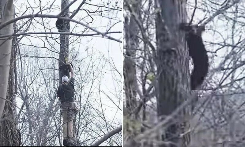 Медведь лишил ее жизни. Конец дерева. Картинка Медвежонок, залезающий на дерево. Как забраться на дерево. Мишка спасает киску на дереве.