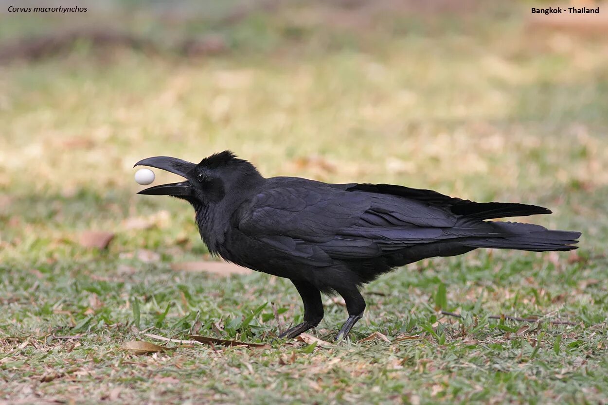 ворон вид сверху. черный ворон голос. ворона серая голос. голос вороны. черный ворон.