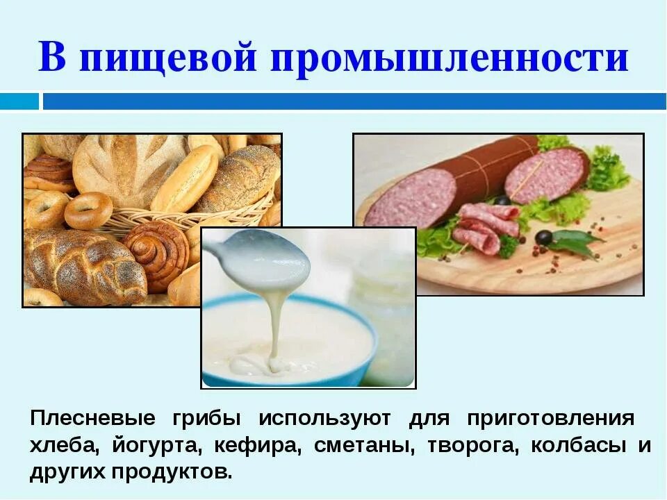 Роль плесневых грибов в жизни человека. Грибы в пищевой промышленности. Использование грибов в пищевой промышленности. В пищевой промышленности используется. Использование грибов человеком.