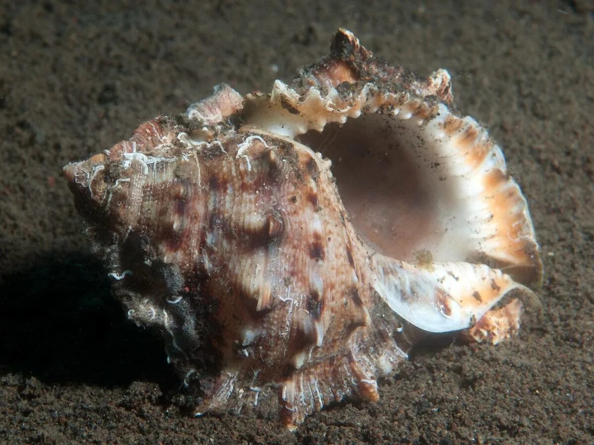 Рапаны в каком море. Рапан моллюск дальневосточный. рапан черноморский. ракушка рапана черноморская. раковина рапана черное море.