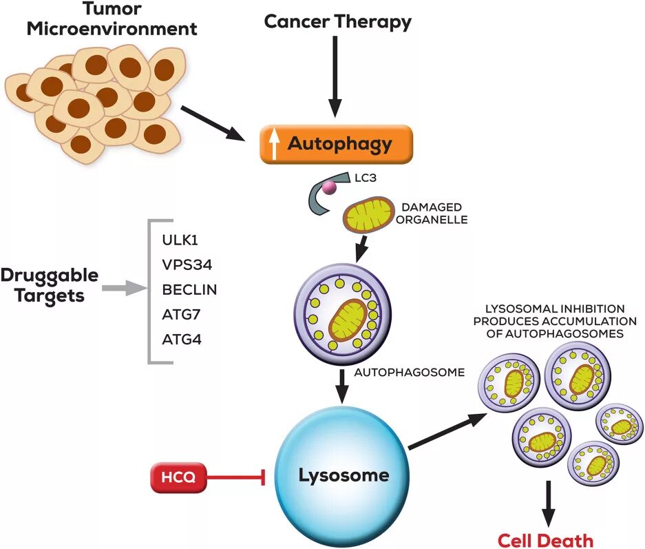 Онкотаргет. Autophagy. Энтоз. Аутофагия и апоптоз. Здоровое старение аутофагия.