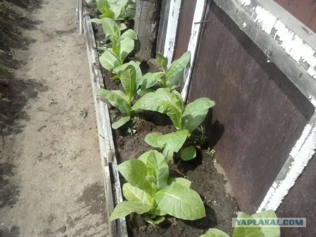 Как вырастить махорку