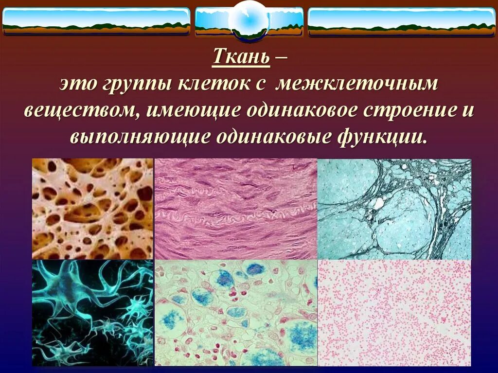 Три группы клеток. Ткани человека. Ткань это группа клеток. Ткани человека презентация. Ткань группа клеток и межклеточного вещества которая.