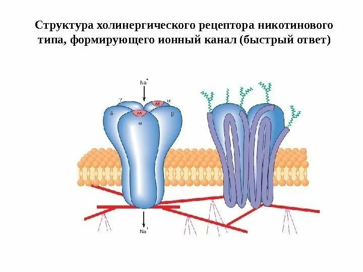 Структура холинергического рецептора. Н холинорецепторы строение. Строение рецептора ацетилхолина. Строение ацетилхолинового рецептора.