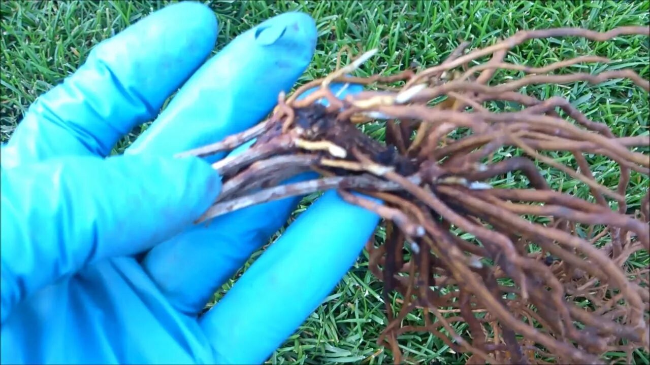 Клематисы корни. Клематис корневище. Клематисы нематоды. Клематис корневище. Корневище клематиса.