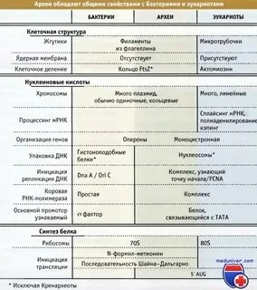 Какие структуры формируются в эукариотах