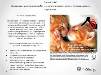 Минусы кастрации кобеля