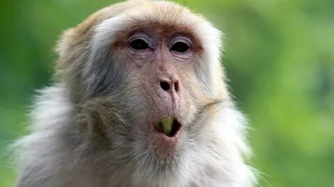 Old monkey