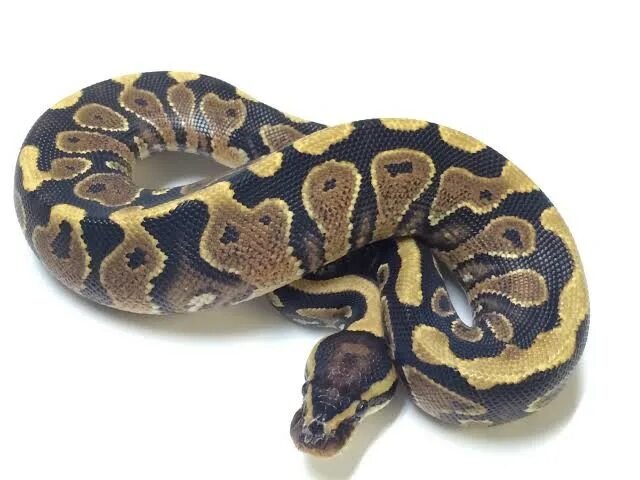 Python price